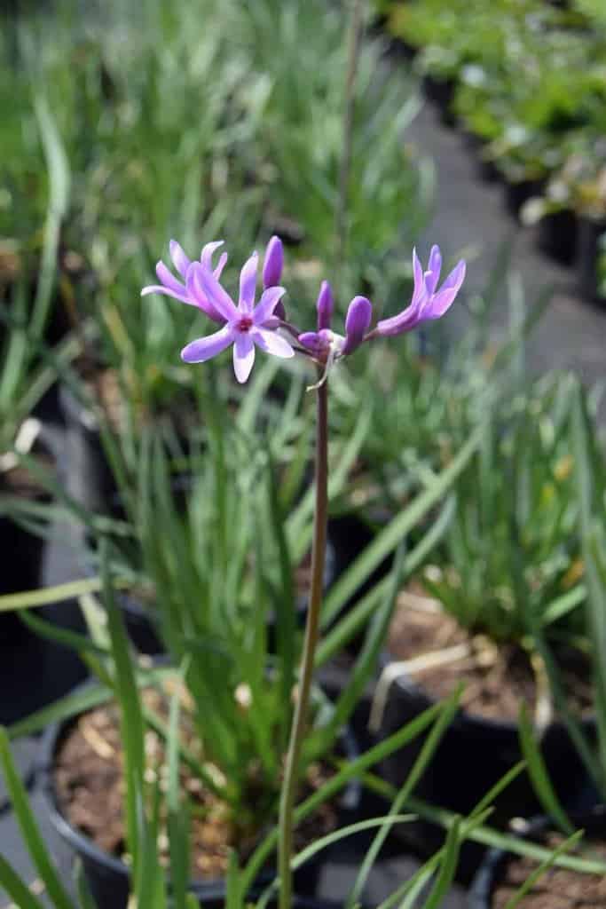 Tulbaghia violacea <span class="hidden specialOffer"></span> ---